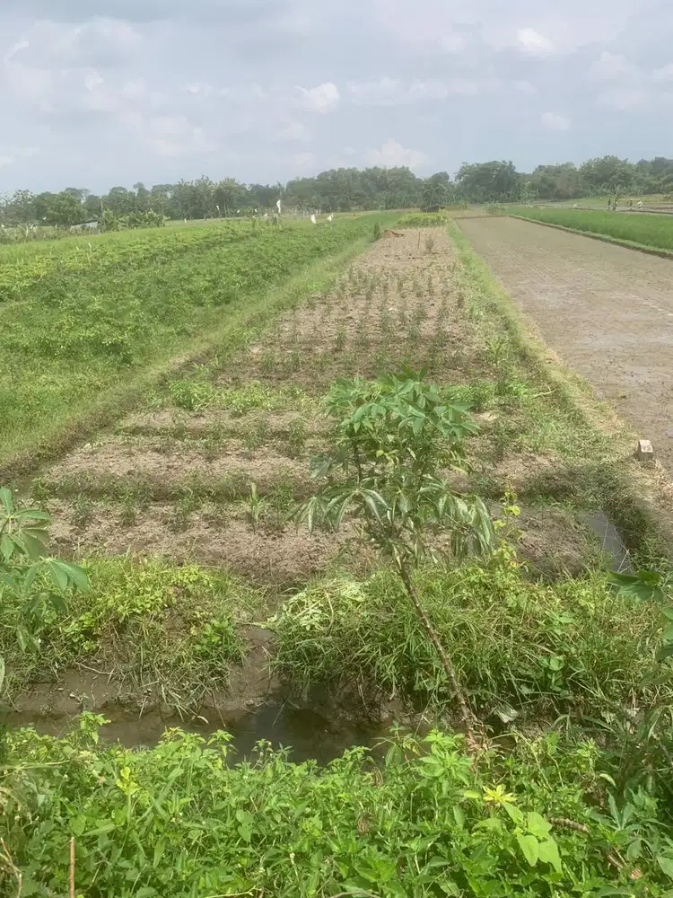 Dijual BU Tanah Sawah Antara 2 Jalan Aspal di Mlese Gantiwarno Klaten
