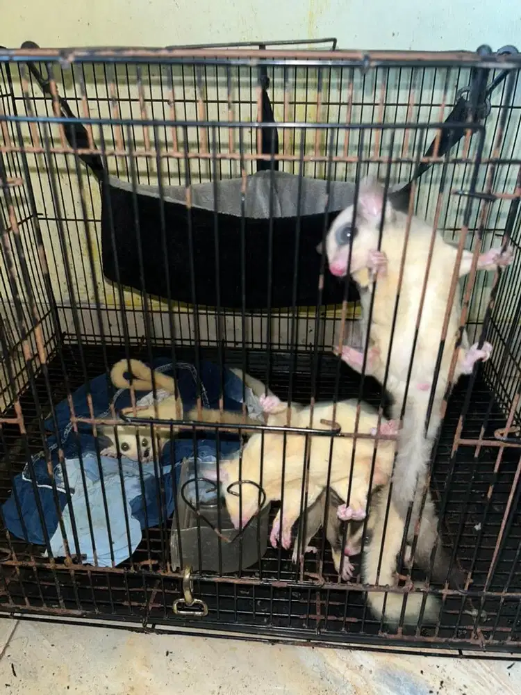 Sugar Glider 5 ekor