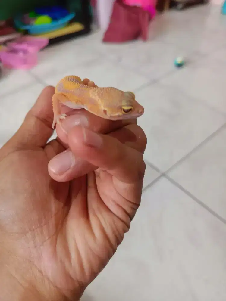 Dijual Murah Baby Gecko