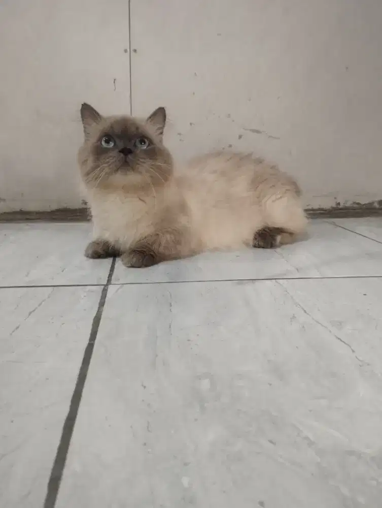 Munchkin RH Ganteng jantan sudah bisa kawin