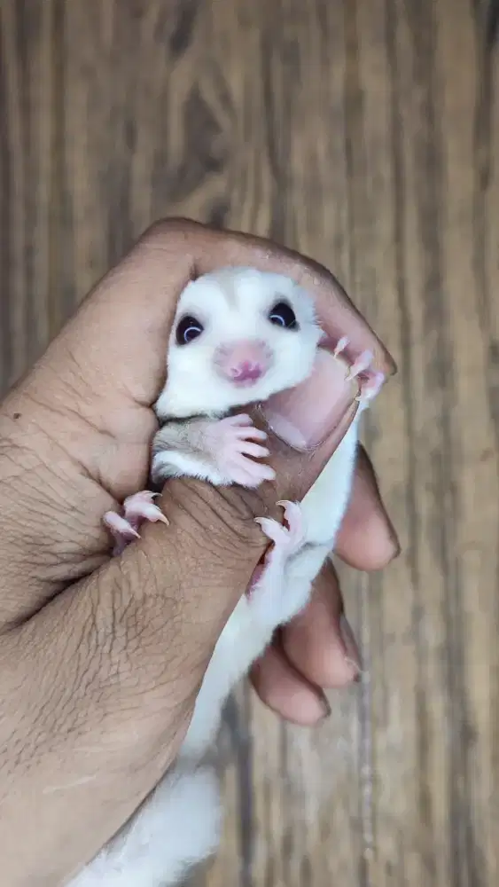 Sugar Glider Creamino