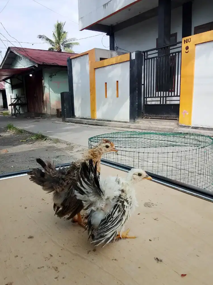 Anakan Ayam Kate Walik