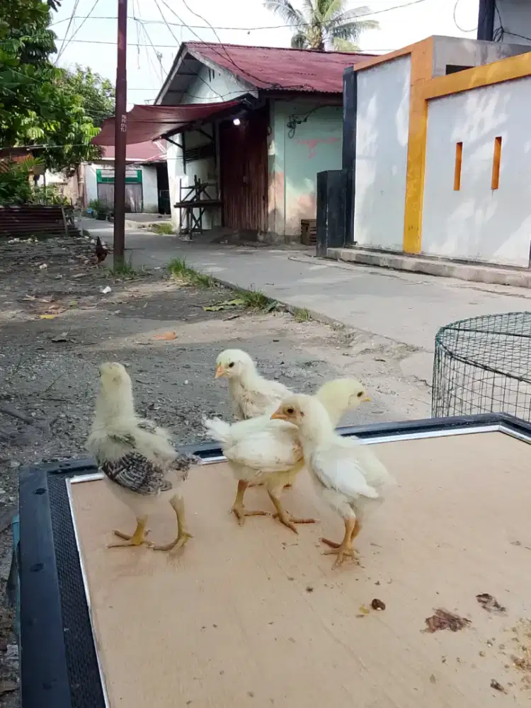 Anakan Ayam Shomo x Flucker