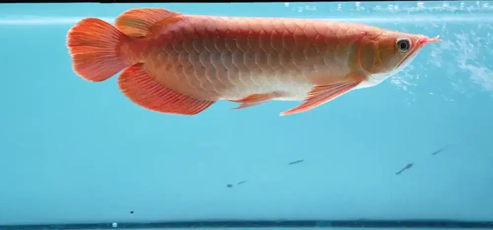 AROWANA Sr sepauk 36-37cm kurleb