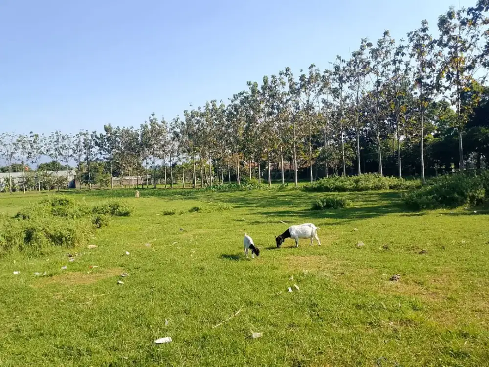 DIJUAL CEPAT SEBIDANG TANAH AREA MAJALAYA CICALENGKA MAINROAD POSISI HOOK