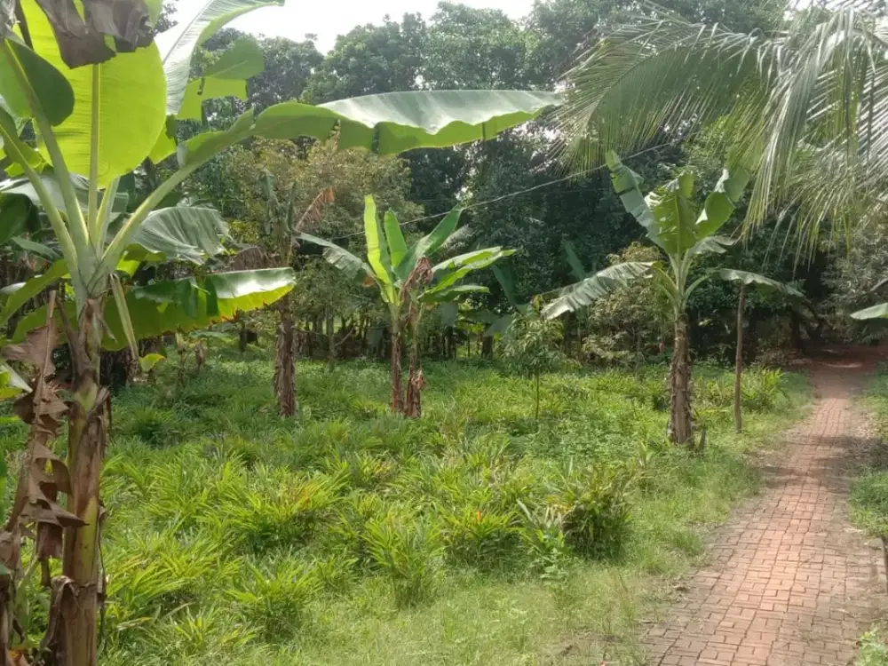 Tanah + Kebun Rapi 550 m² di Maja Lebak – Siap Bangun Rumah Kebun, Surat AJB Aman!