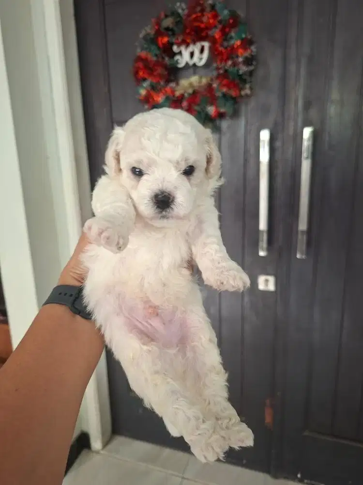 Bichon Frise, Jantan (Sertifikat, Chip dan Vaksin)
