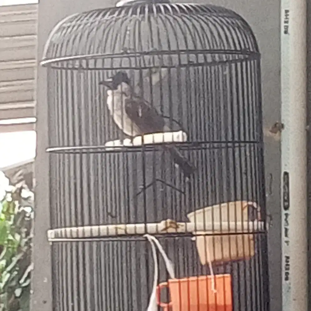 Burung kutilang