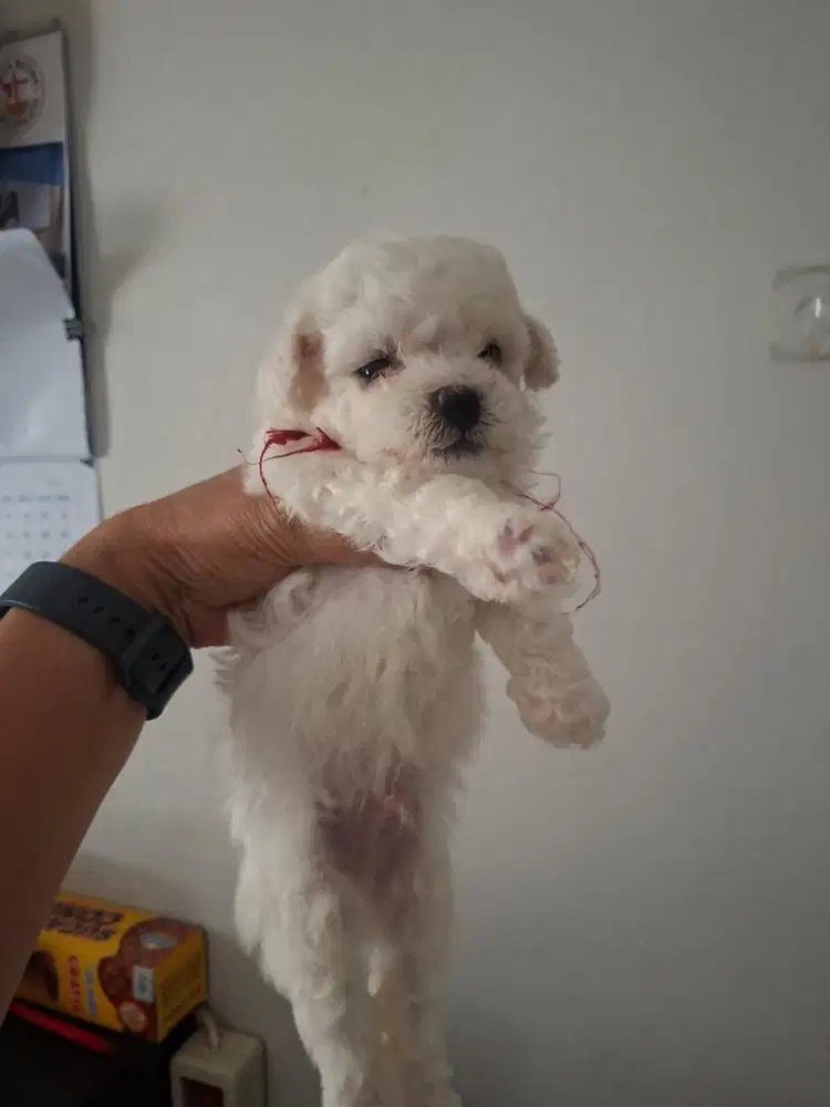 Bichon Frise, Jantan (Sertifikat, Chip dan Vaksin)