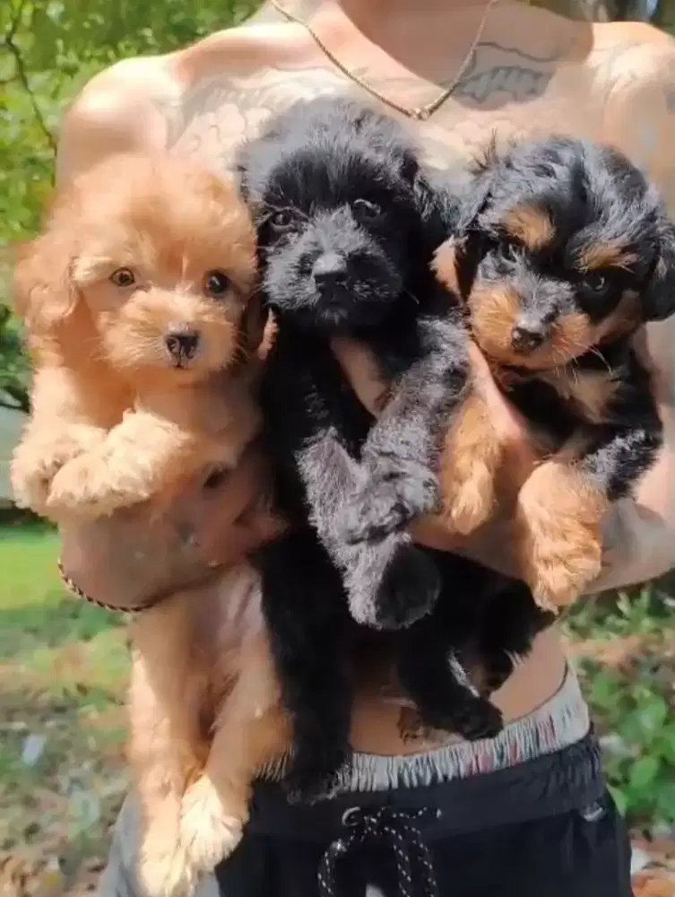 Anak anjing mini poodle jantan