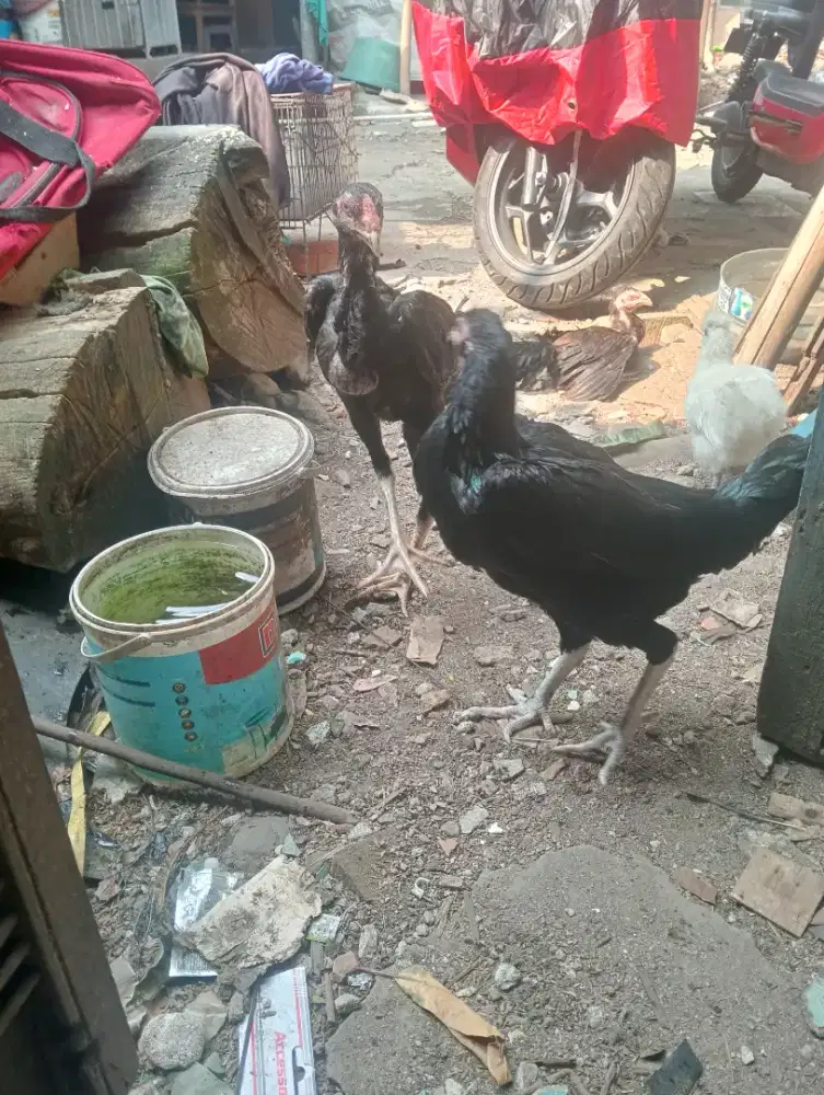 Jual ayam Bangkok betina