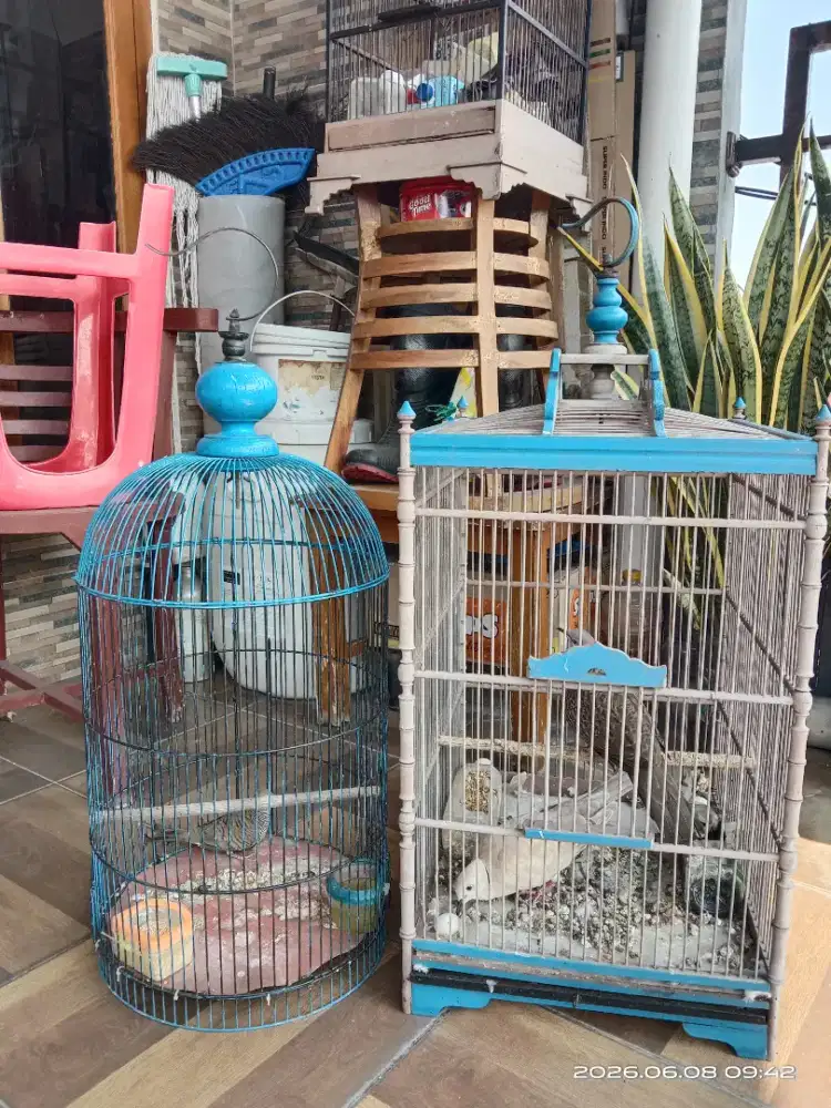 Dijual perkutut lokal tekukur dan puter pelung