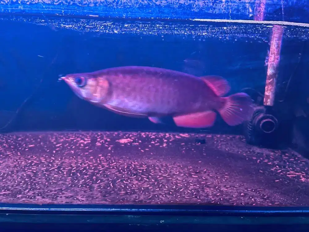 Arowana super red ukuran 26+ cm hmpir 30 cm dan aquarium 80x120
