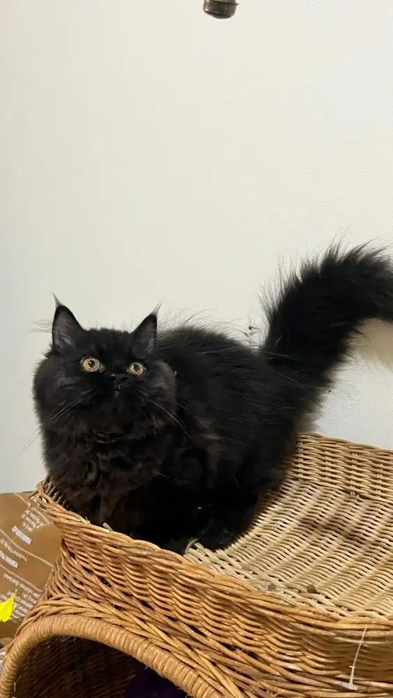 Kitten Munckhin british longhair