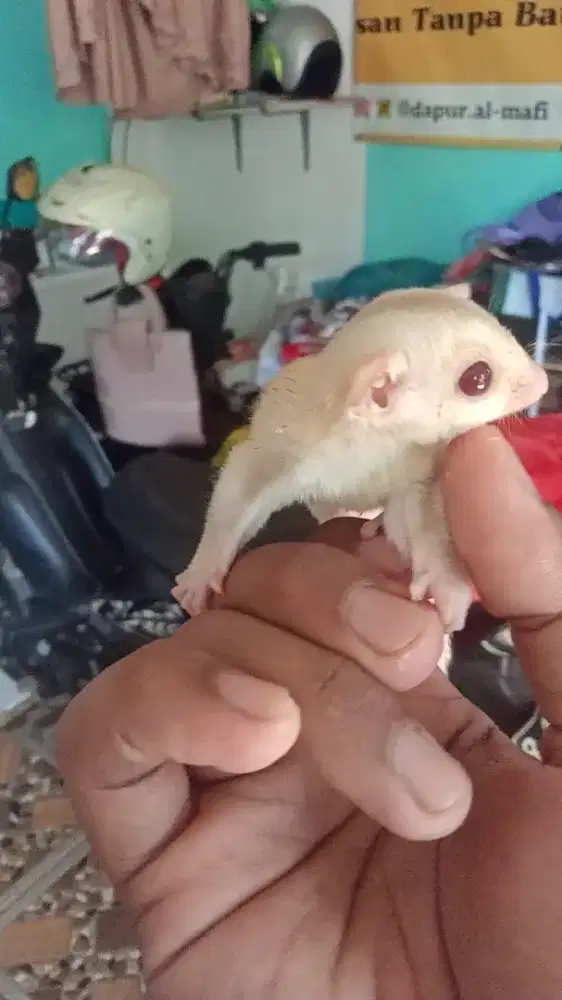 Sugar glider creamino
