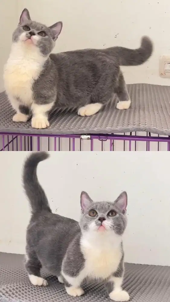 Kitten Munckhin bsh jantan