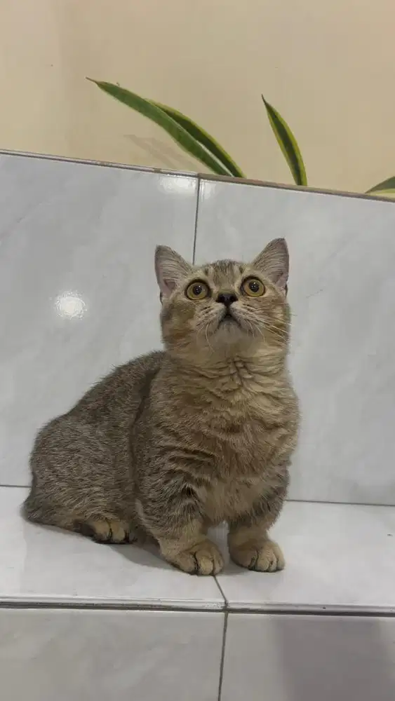 Munchkin bsh golden ny25 jantan 5 bulan