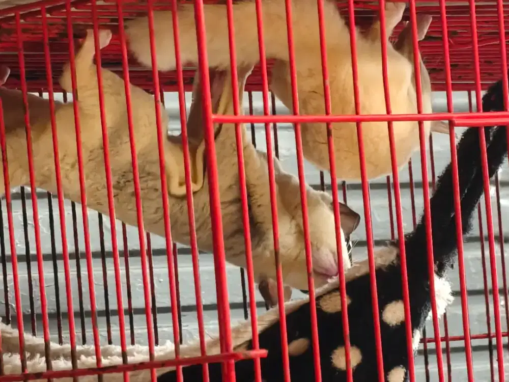Sugar Glider Sepasang (Mozaik dan Leucostic), siap Kawin