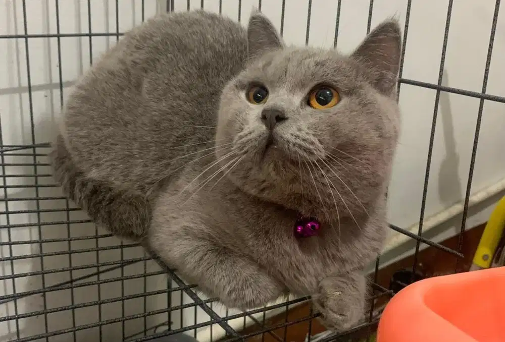 Kucing british shorthair bsh british shorthair
