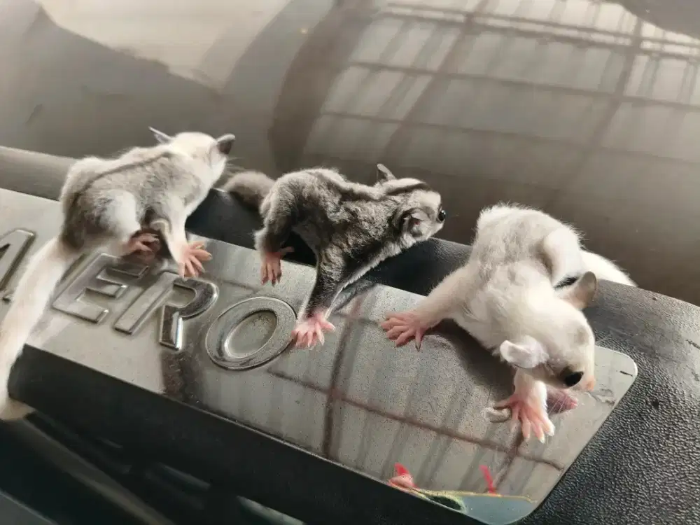 3 ekor anakan Sugar Glider (mozaik dan liucistic)