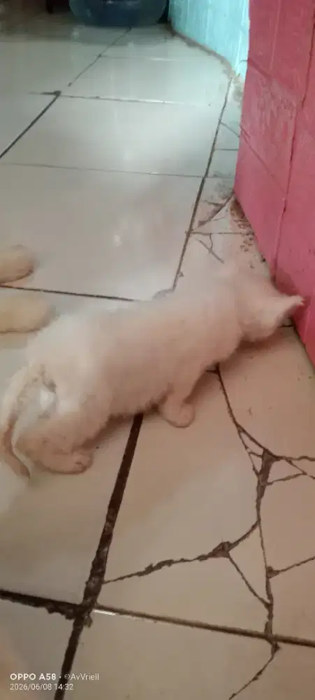Kucing Persia putih