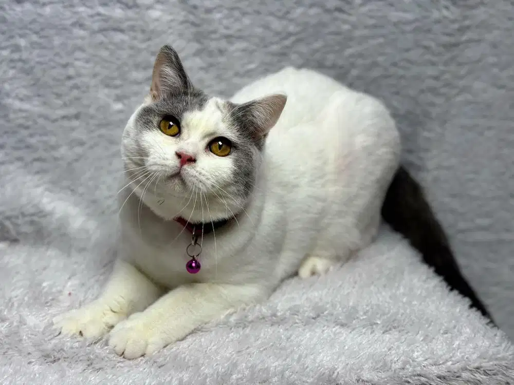 Kucing BSH British Shorthair Betina Calico WCF