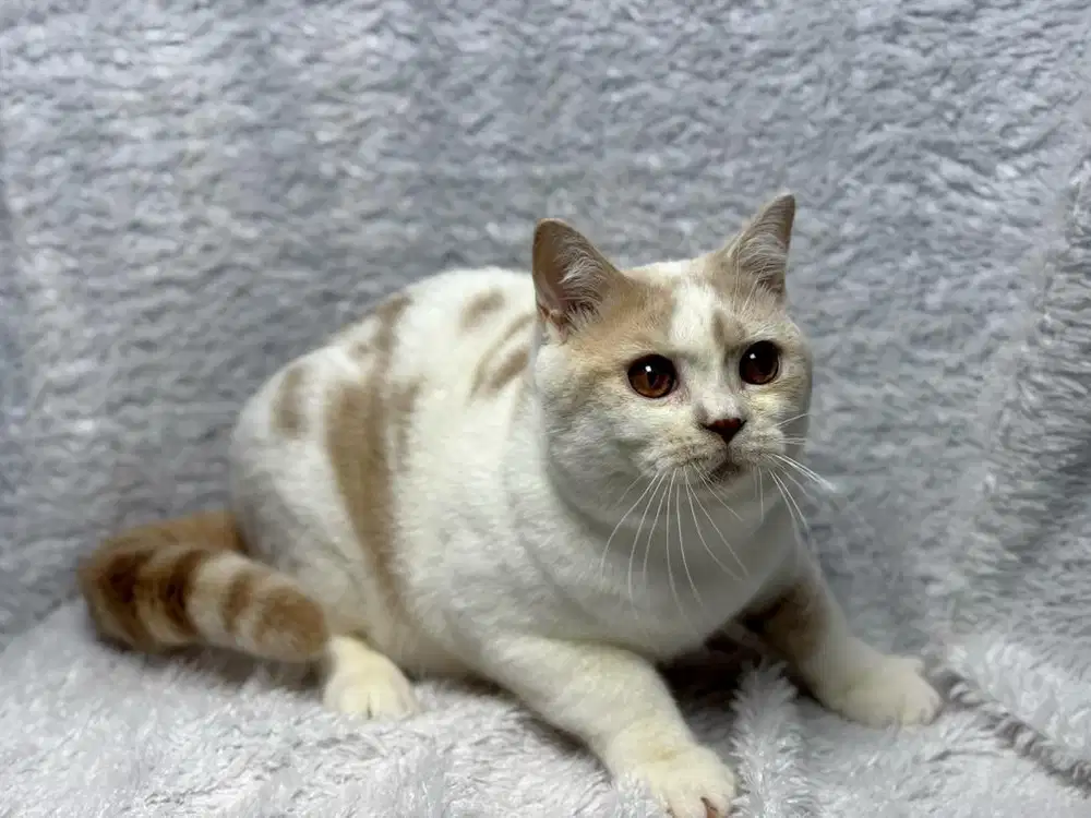 Kucing BSH British Shorthair WCF Jantan