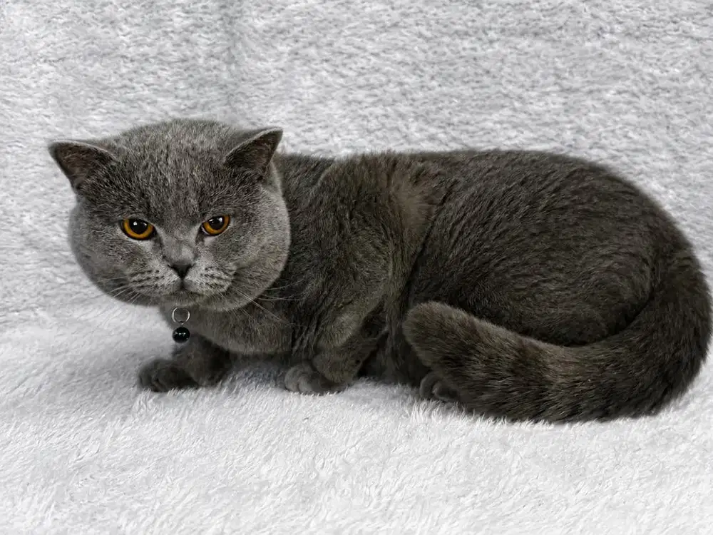 Kucing British Shorthair Jantan Ped WCF