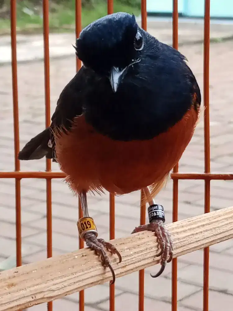 Burung murai batu dan kandang y