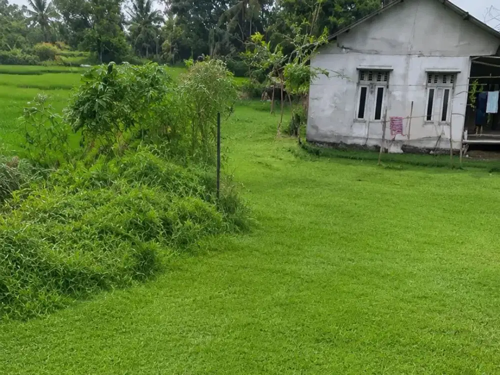 Langka! Tanah Kebun 3.167m² di Balaraja, Air Melimpah Irigasi Sungai Aktif – Cuma 500rb/m²