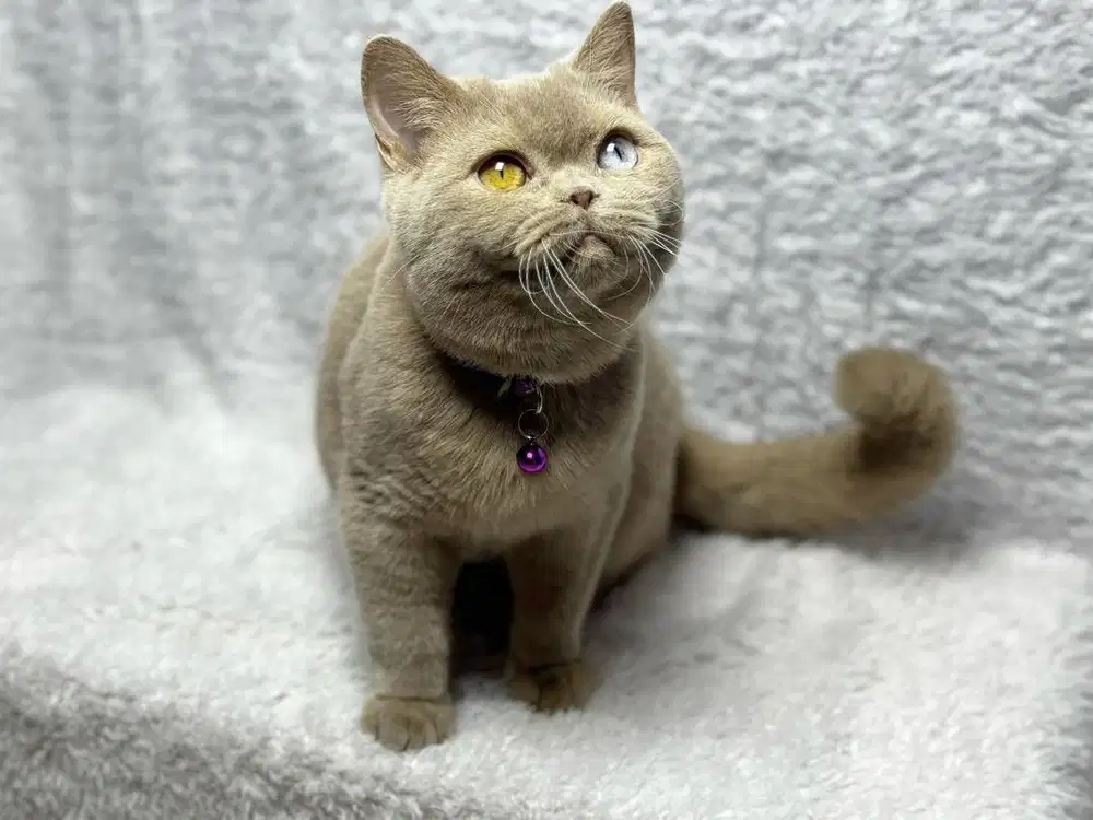 Kucing BSH Betina Odd eyes Fawn TICA