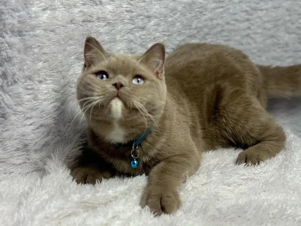 Kucing BSH Lilac Jantan Blue Eyes TICA