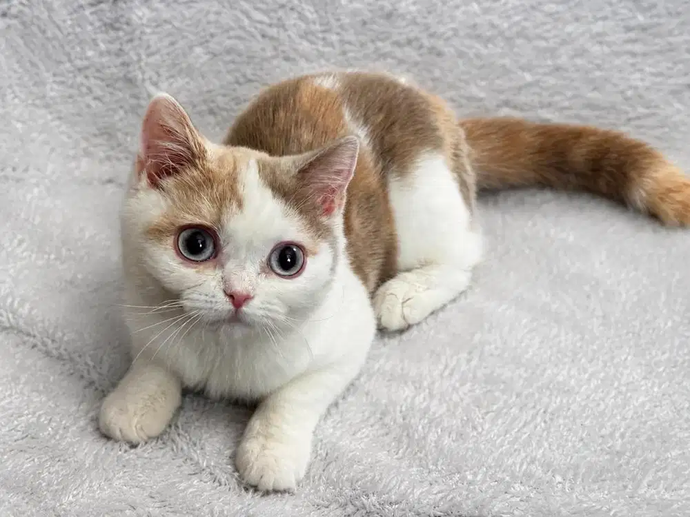 Kucing BSH Betina Calico Blue eyes Ped WCF