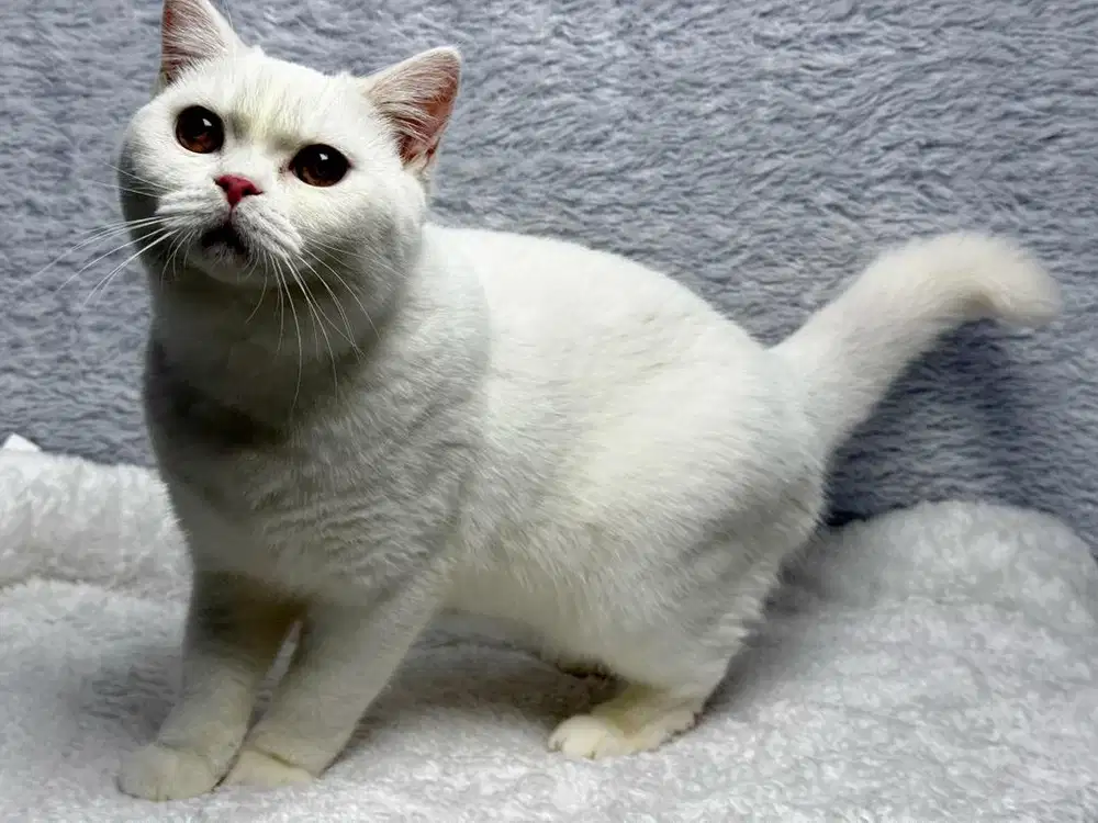 Kucing BSH Jantan White WCF