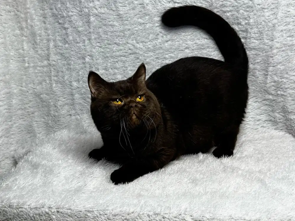 Kucing BSH British Shorthair Jantan Cinnamon