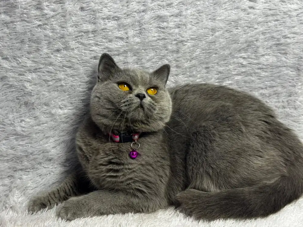 BSH Betina Blue Solid WCF