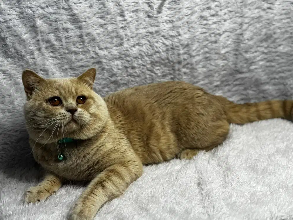 Kucing British Shorthair BSH Jantan Cream