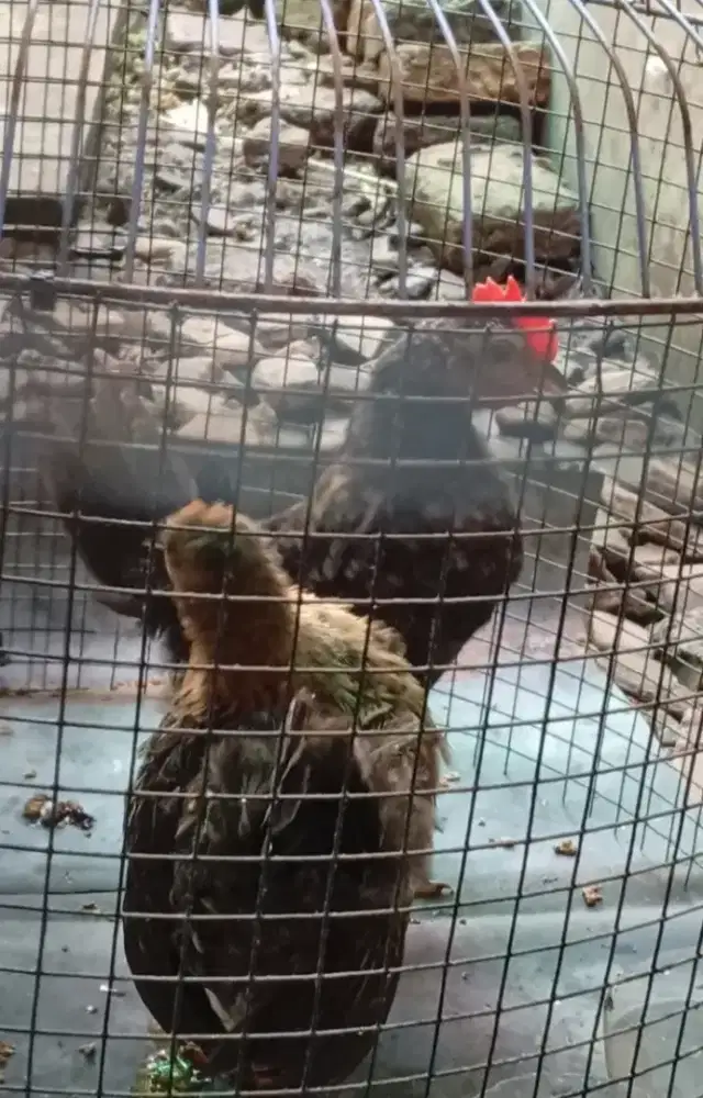 Sepasang Ayam Kate Usia 2 bulanan