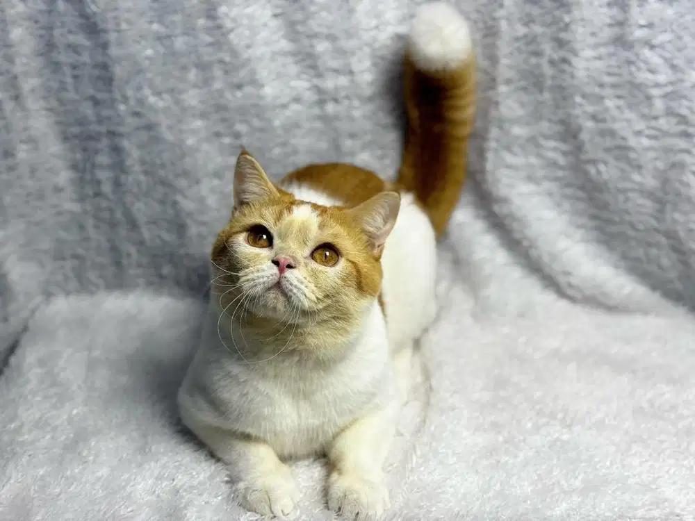 Kucing BSH Bicolour Red Jantan Ped WCF