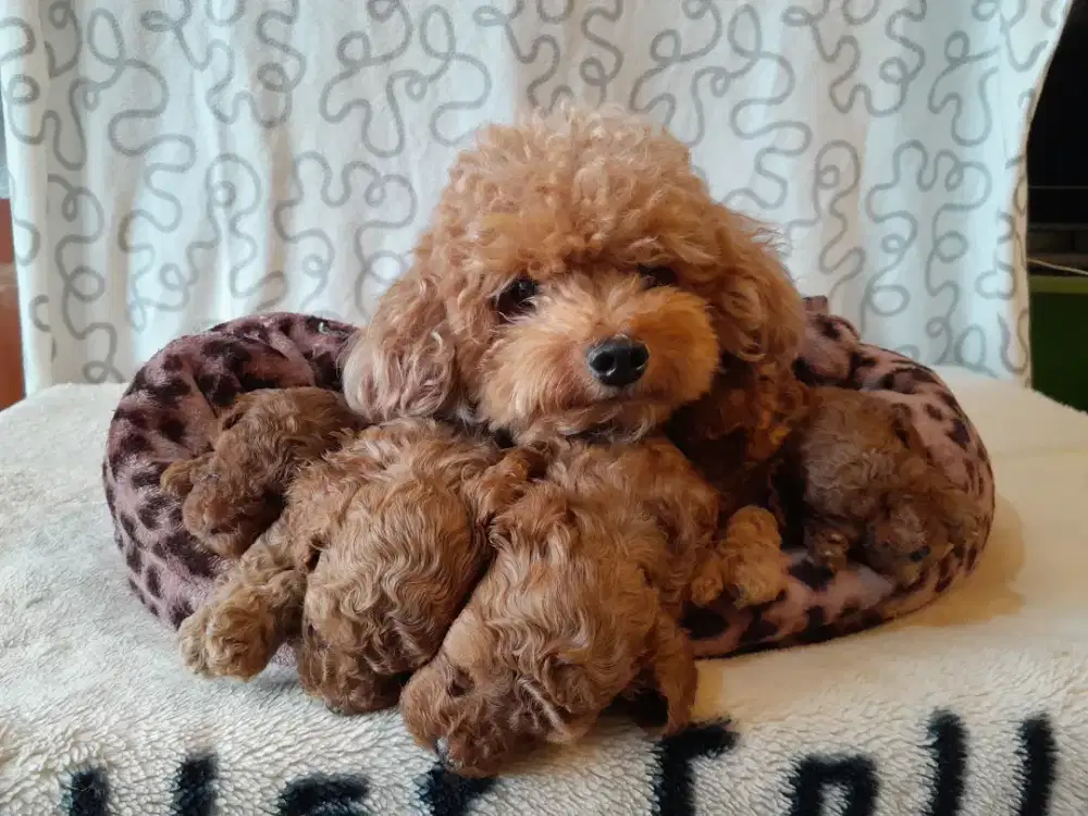 Ready for Adopt Miniature Poodle Puppies