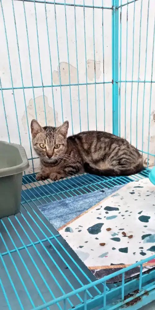 Kucing munchkin betina Rh