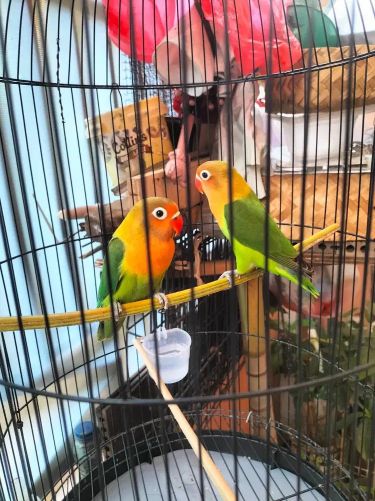 Lovebirs Paud ijo sehat cakep