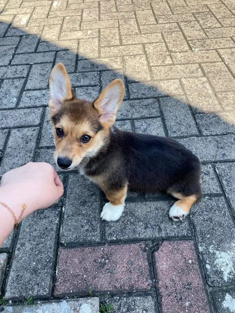 Dijual anak anjing puppy Corgi Betina Female tri color vaksin stambum