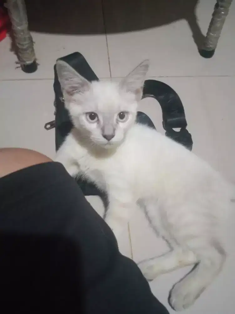 Di jual kitten persia himalaya