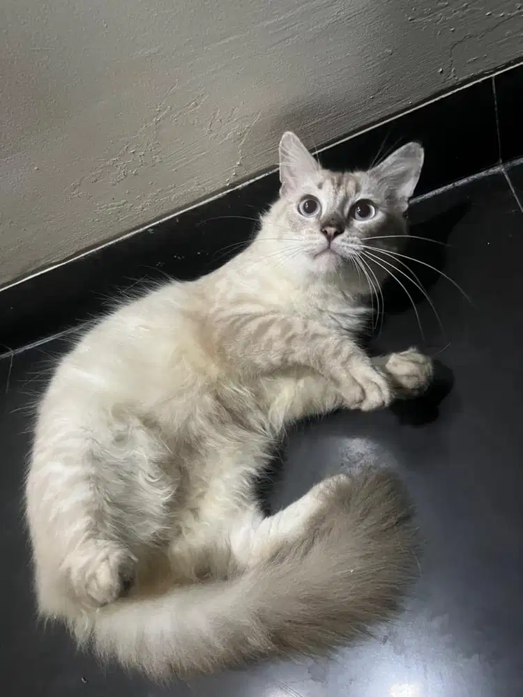 Kucing himalaya jantan