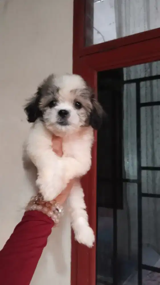 Supermini Shihtzu Jantan