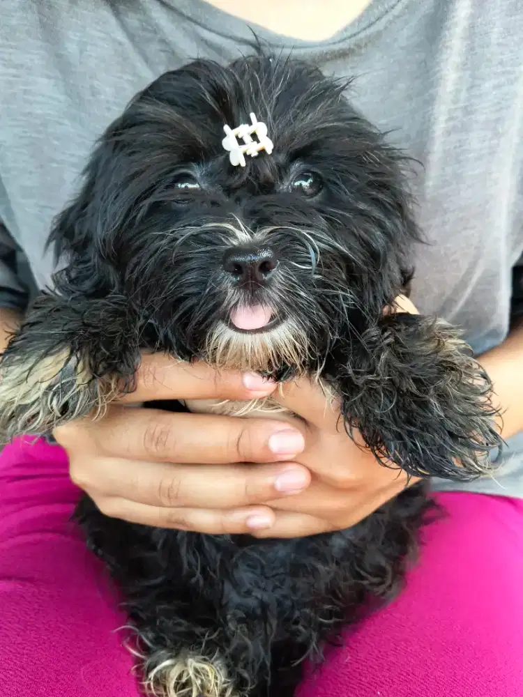 Anakan Mix Ras Kecil