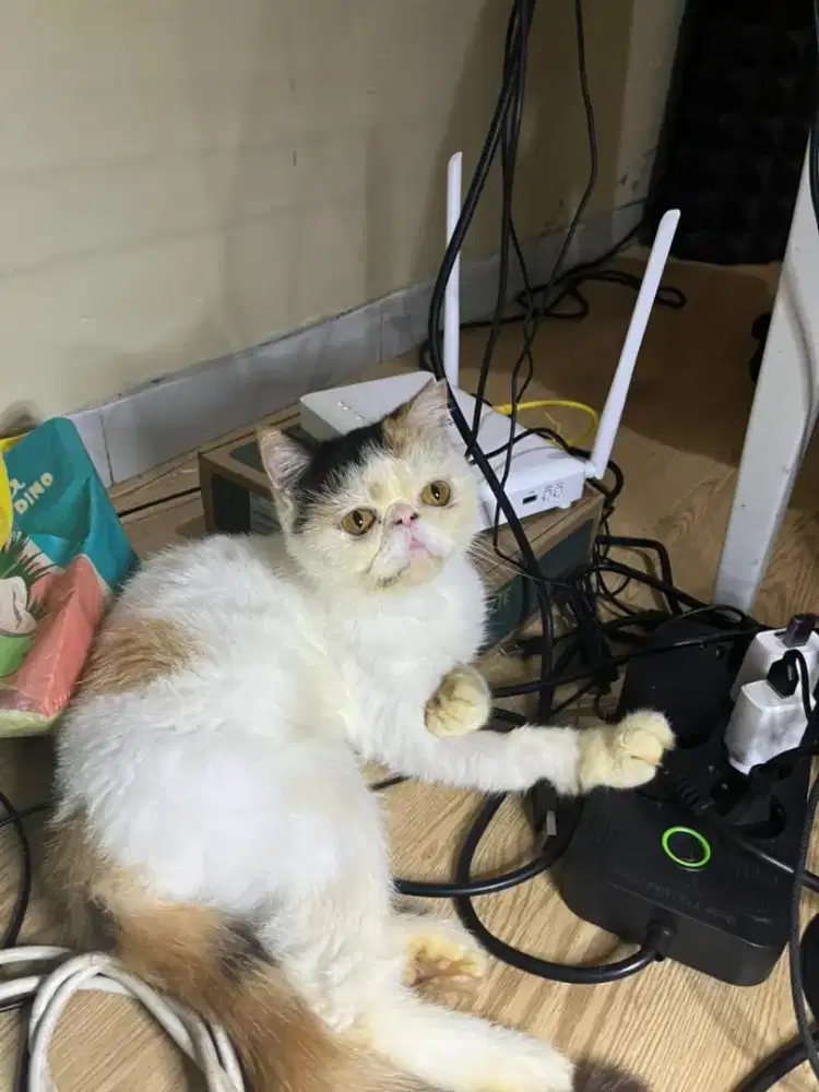 Kucing betina peaknose exotic short hair