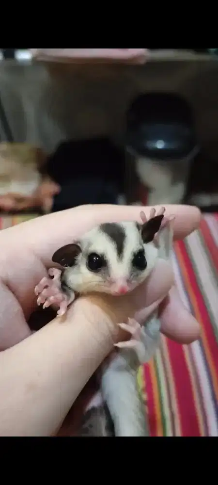 Sugar Glider WF Betina