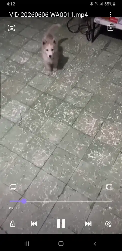 Dijual Anak Husky